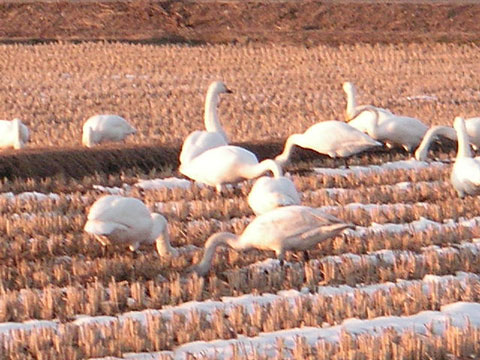白鳥の群れ